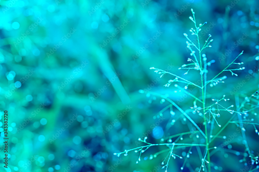grass flower with green light bokeh spring nature background grass flower with green light bokeh spring nature background