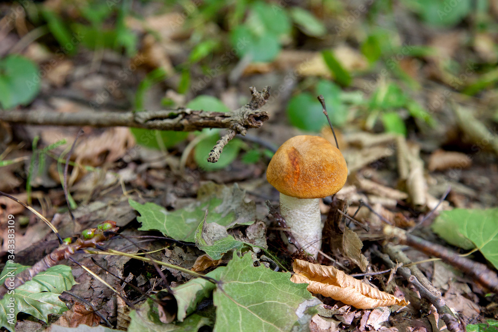 Single red boletus mushroom in the wild. Red boletus mushroom grows on the forest floor at autumn season.. Single red boletus mushroom in the wild. Red boletus mushroom grows on the forest floor at autumn season..