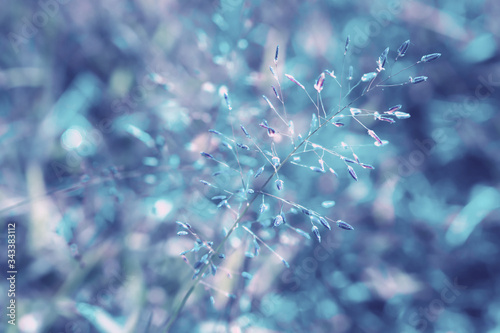 Soft focus  grass flower with blue color  effect spring nature background