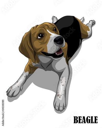 Vector illustration of the beagle dog is looking above. Like it is hungry and waiting for food.