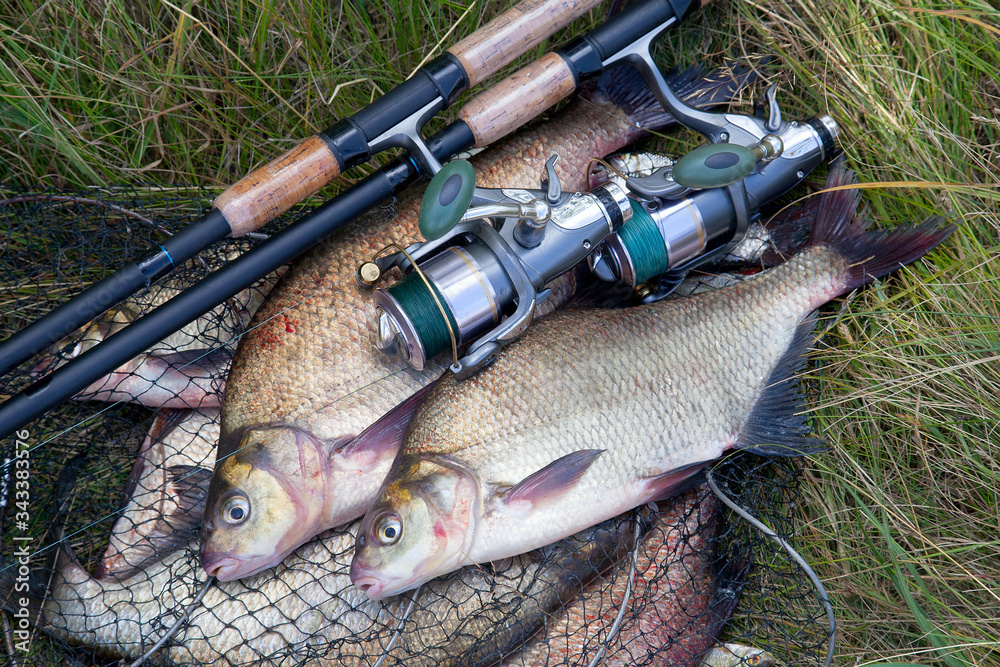 Successful fishing - two freshwater bream fish and fishing rod with reel on keepnet with fishery catch in it.. Successful fishing - two freshwater bream fish and fishing rod with reel on keepnet with fishery catch in it..