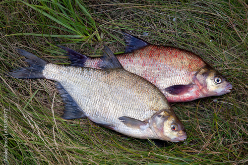 Two big freshwater common bream fish on natural background.. photo