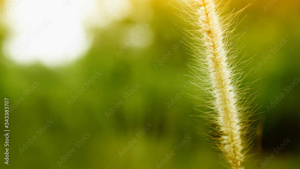 wild grass flower blooming at sunrise spring ,nature background wild grass flower blooming at sunrise spring ,nature background