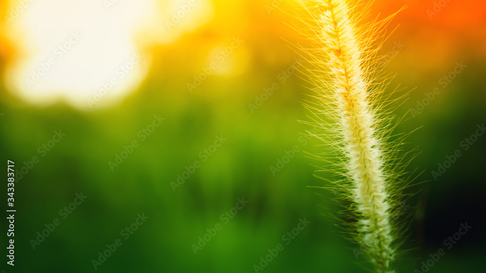 wild grass flower  blooming at sunrise  spring   ,nature background