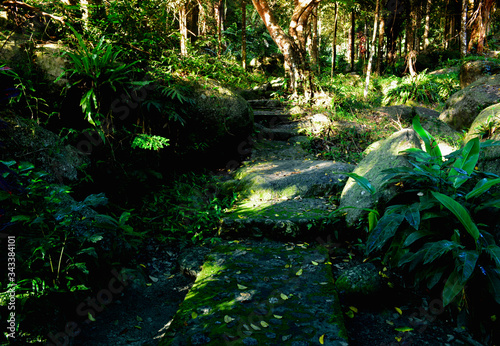 nature  tropical garden  plant   decorate  at path way in  the forest