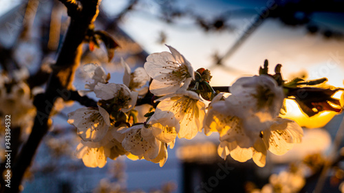 flowering cherry branch in the rays of the setting sun