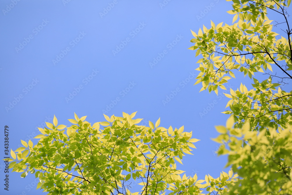 파란 하늘과 느티나무 잎