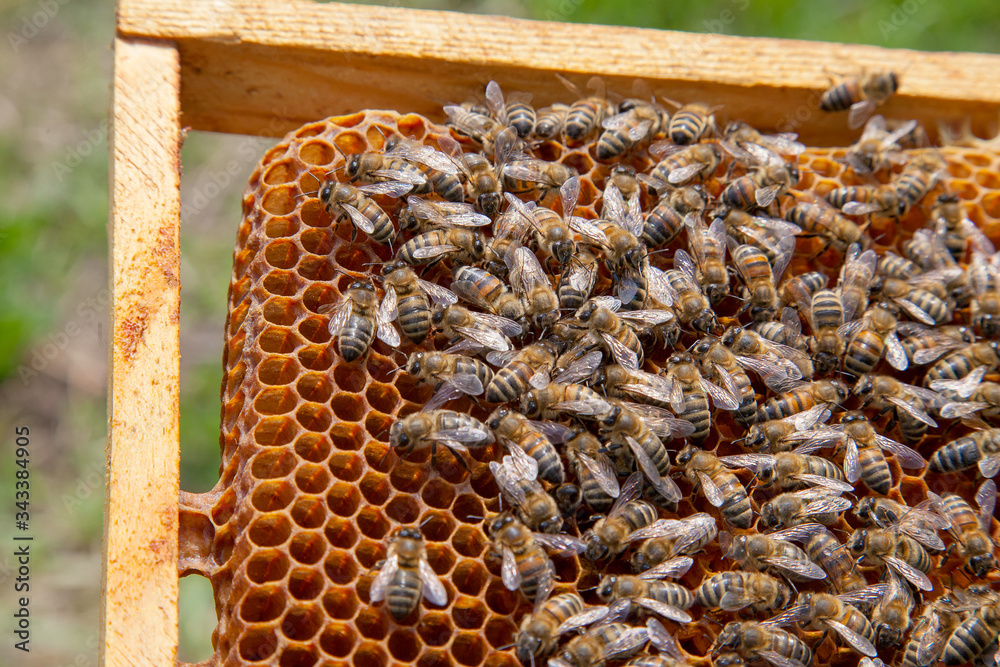 Working bees in a hive on honeycomb. Close up view of the working bees on honeycomb. . Working bees in a hive on honeycomb. Close up view of the working bees on honeycomb. .