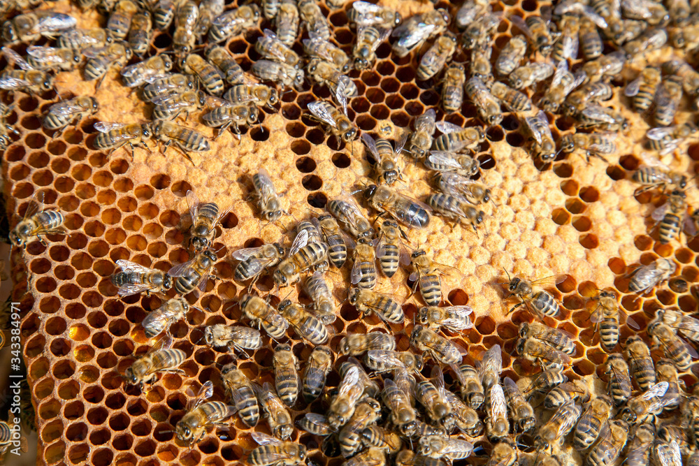 Working bees in a hive on honeycomb. Bees inside hive with sealed and open cells for their young.. Working bees in a hive on honeycomb. Bees inside hive with sealed and open cells for their young..