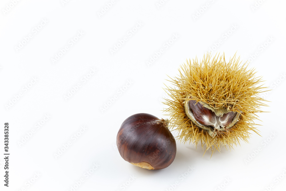sweet chestnut fruits isolated on white closeup sweet chestnut fruits isolated on white closeup