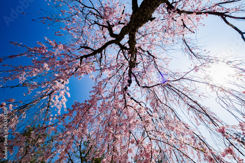 広島県宮島厳島神社の桜の風景です