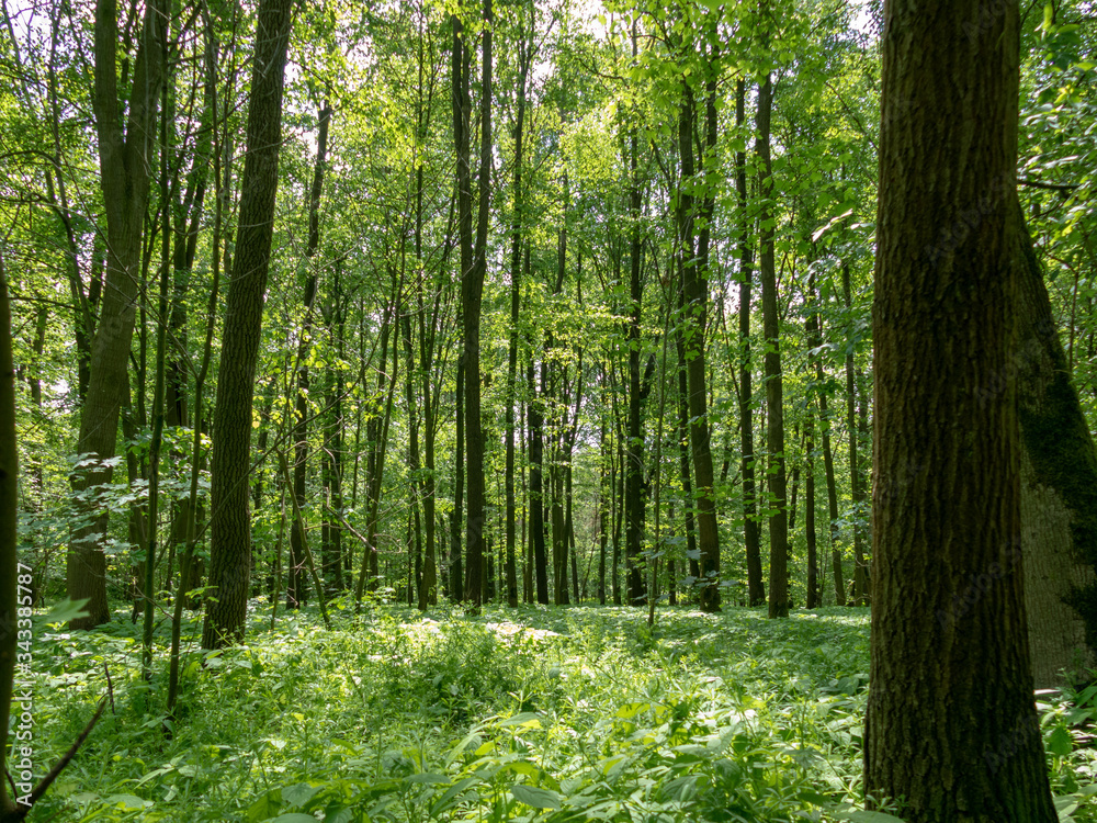 panoramic view into the deciduous forest in spring panoramic view into the deciduous forest in spring