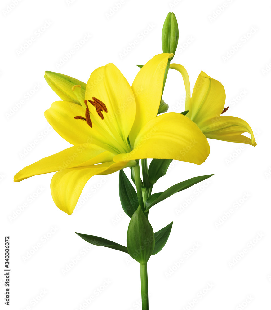 Beautiful yellow Lilies (Lilium, Liliaceae) with buds isolated on white background, including clipping path.