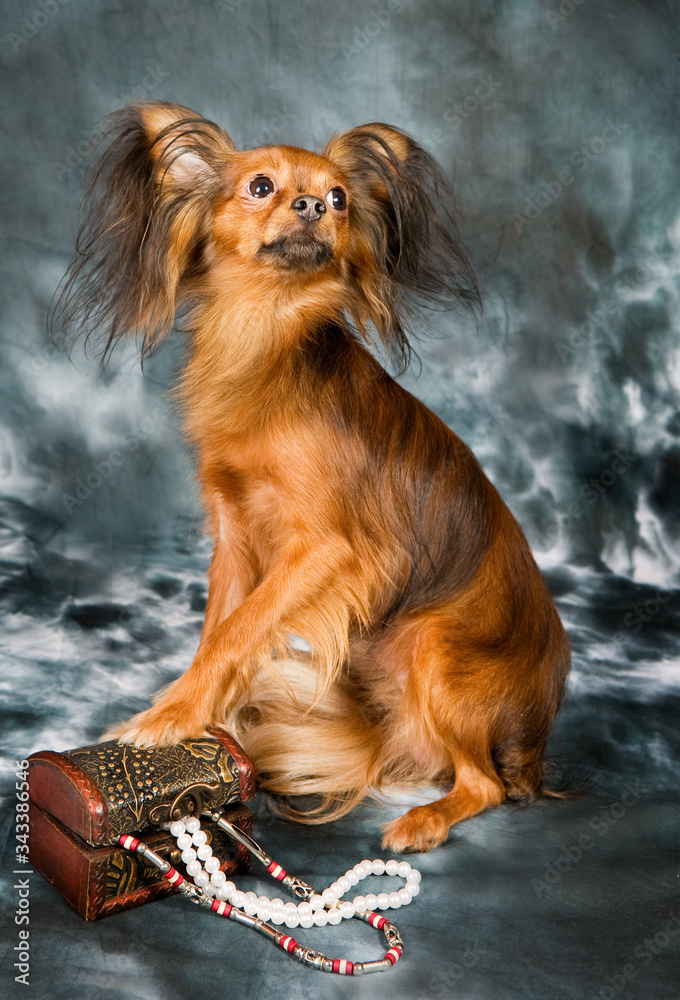 Naklejka premium Russian toy terrier on grey background