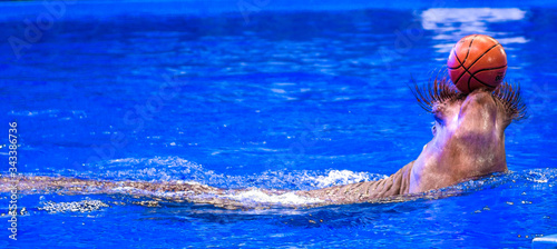 A large beautiful walrus swims in a blue pool with a ball.