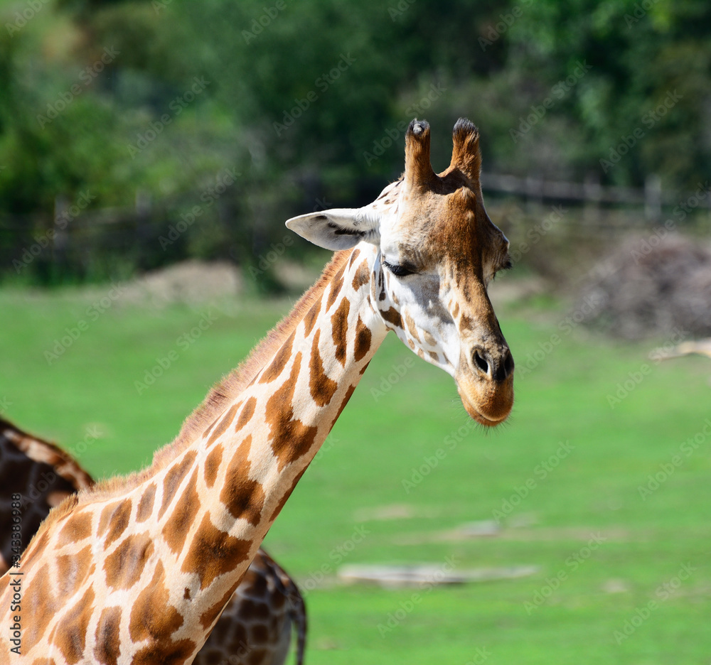 Obraz premium African zhyrafa. In the Prague zoo