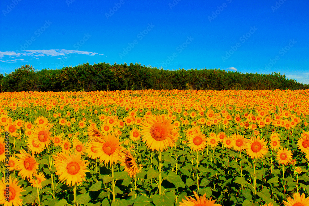 The yellow sunflower fields are blooming beautifully.