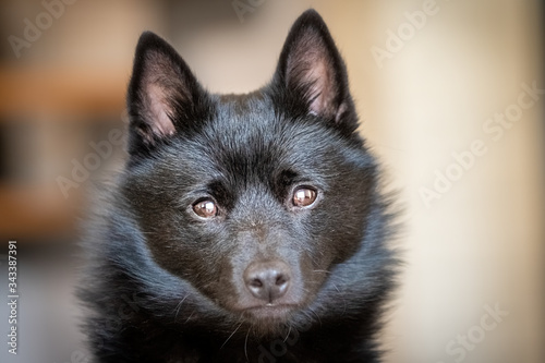 Detail shot of black schipperke dog face with blurred background