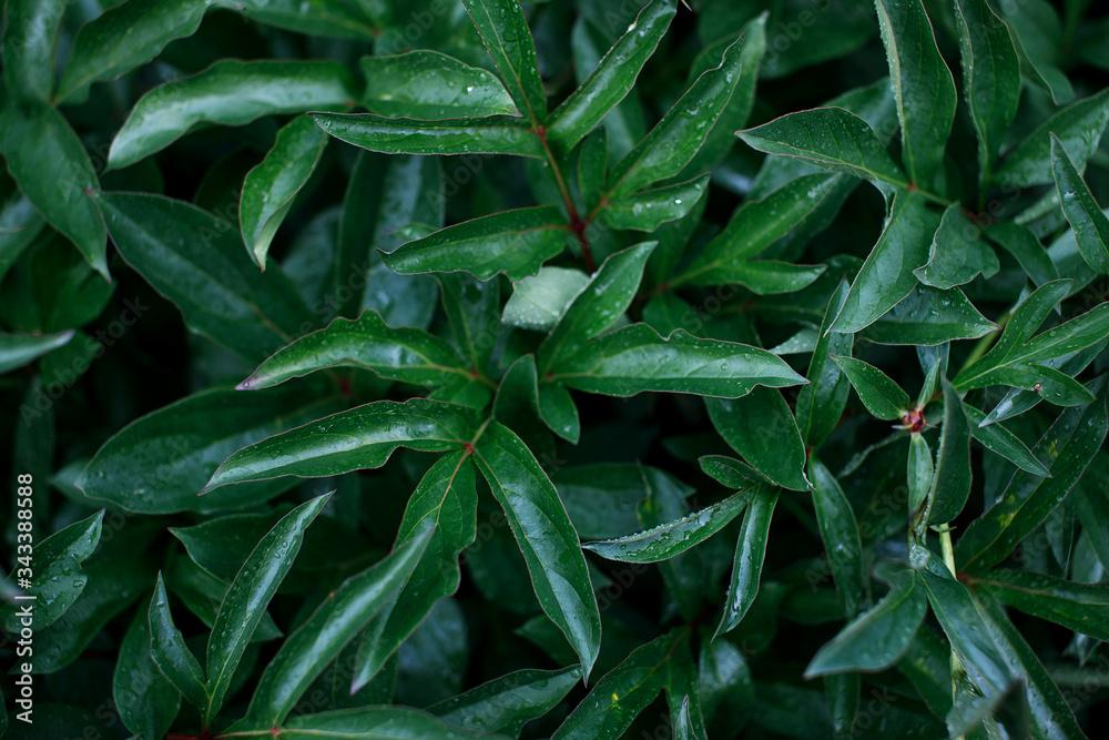 Peony branches with leaves. Many leaves Peony branches with leaves. Many leaves