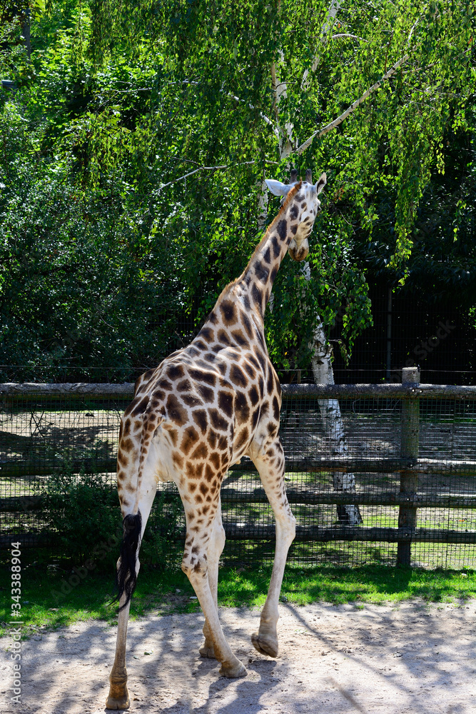 African zhyrafa. In the Prague zoo African zhyrafa. In the Prague zoo