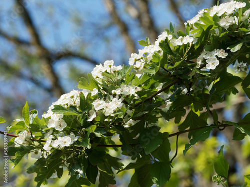 Crataegus laevigata | Aubépine lisse ou aubépine à deux styles à fleurs blanches en panicules dressées, étamines rougeâtres aux feuilles trilobées vert foncé