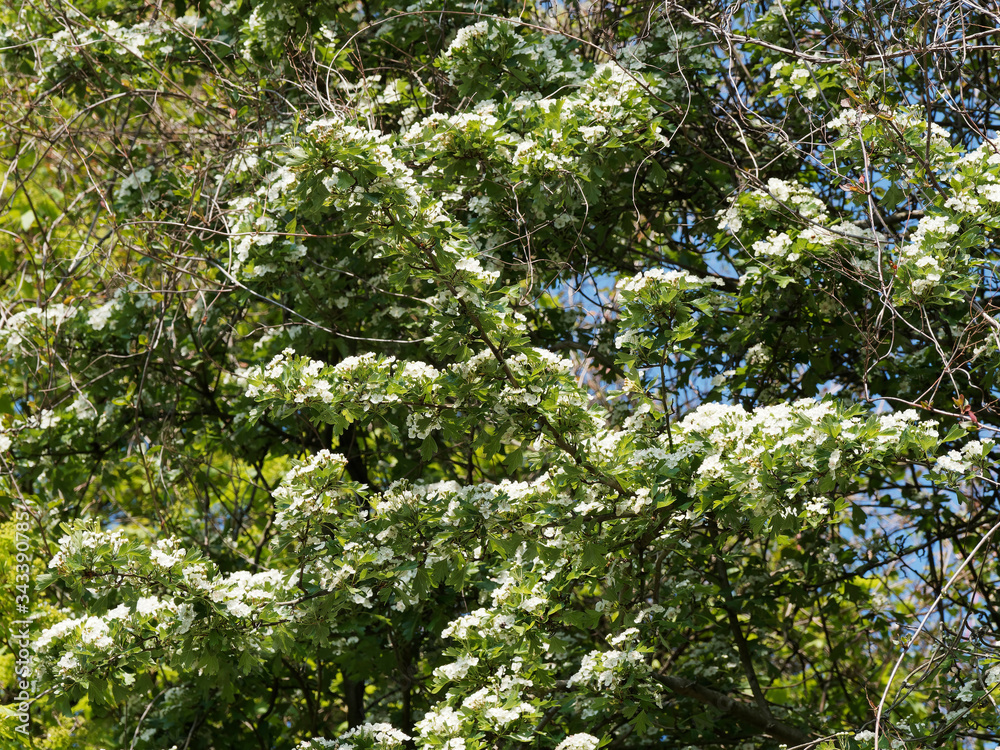 Crataegus laevigata | Aubépine lisse ou aubépine à deux styles à fleurs blanches en panicules dressées, étamines rougeâtres aux feuilles trilobées vert foncé Crataegus laevigata | Aubépine lisse ou aubépine à deux styles à fleurs blanches en panicules dressées, étamines rougeâtres aux feuilles trilobées vert foncé