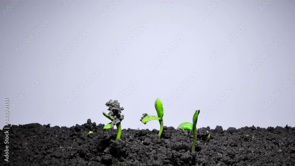 Plants time lapse, sunflower seed is growing out of the earth. 4K