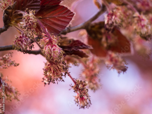 Nahaufnahme der männlichen und weiblichen Blütenstände einer blühenden Rotbuche (Blutbuche-Fagus silvatica). photo