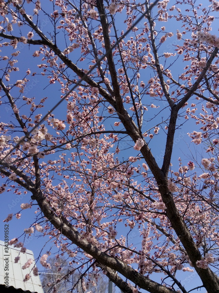 Spring blossom, flowering apricot. Sun day, blue sky Blooming tree Spring blossom, flowering apricot. Sun day, blue sky Blooming tree
