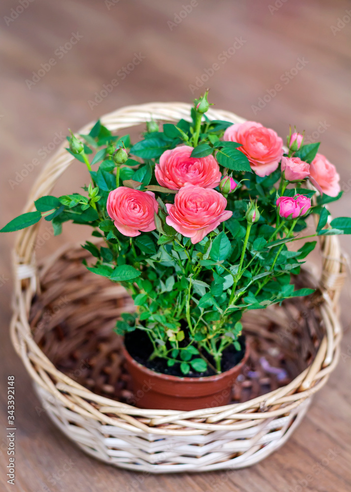 Pink Roses in a Straw Basket.Flowers Background 
