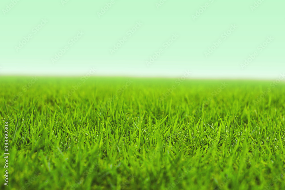 Fototapeta premium Photo of lawn or grassland. 芝生または草原の写真