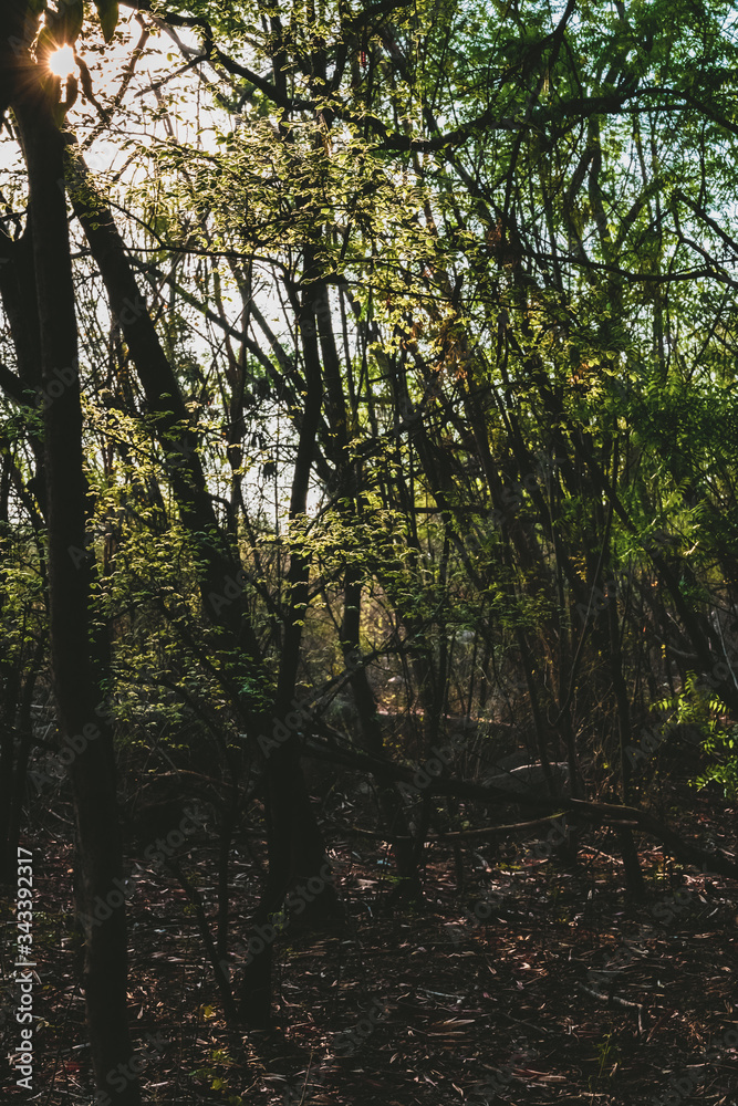 Obraz premium morning in the woods