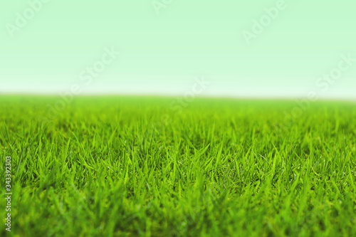 Photo of lawn or grassland. 芝生または草原の写真