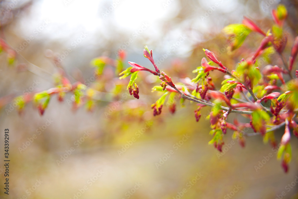 Red small buds on a tree branch Red small buds on a tree branch