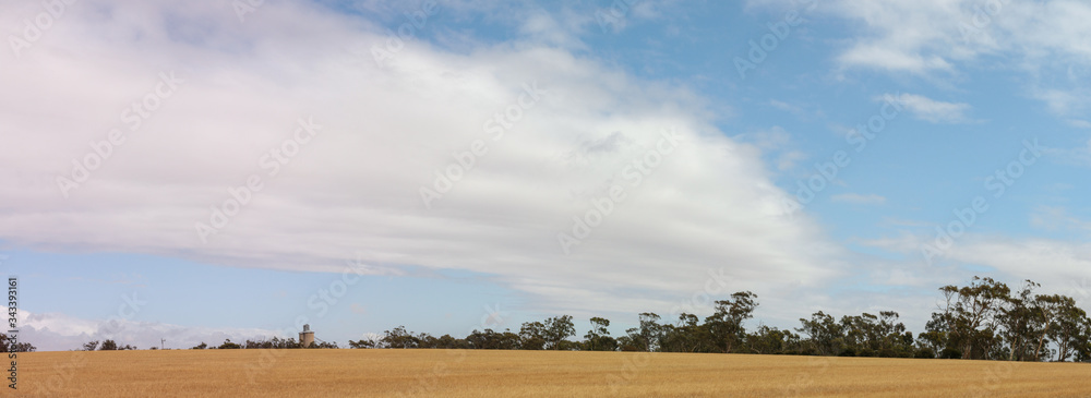 panoramic image of a cloudy blue sky over dry grassy farmland in rural Victoria, with silos on the horizon and native trees, Australia