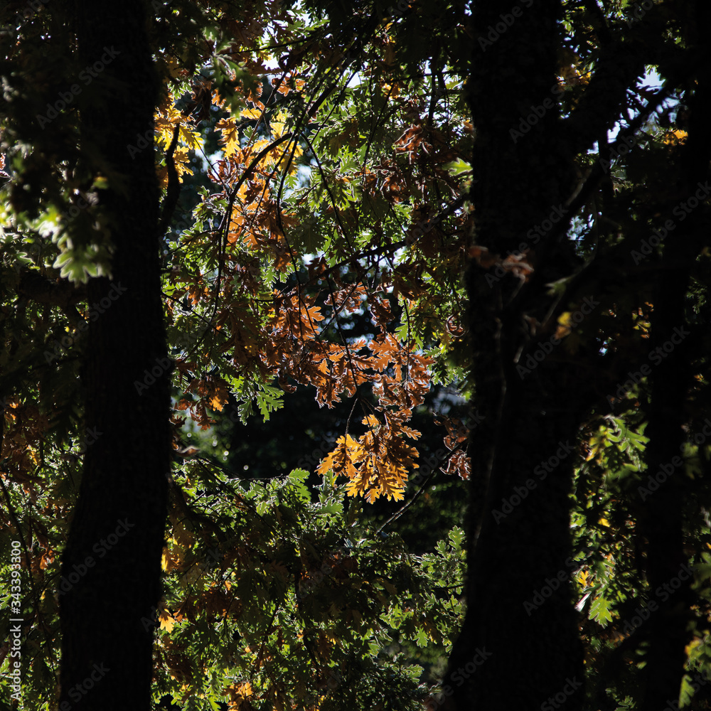 Obraz premium natureza