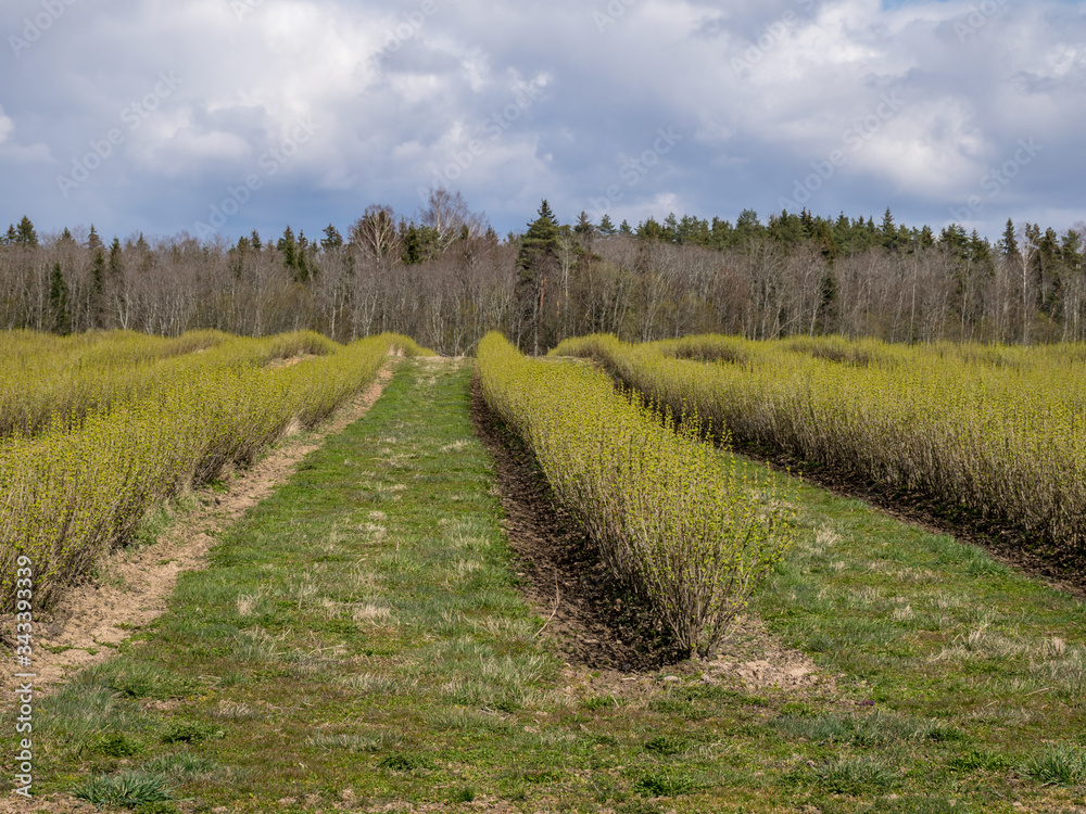 landscape with rows of beautiful green blackcurrant bushes, first spring greenery
