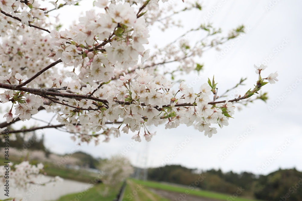 桜の花