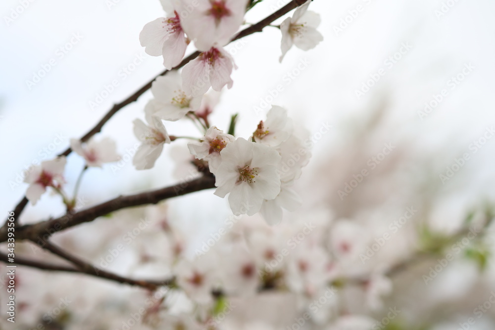 桜の花