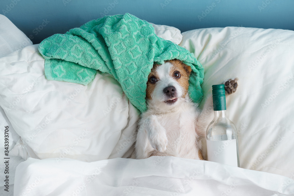 the dog is in bed with a bottle of wine. Stay at home. Funny jack russell terrier 