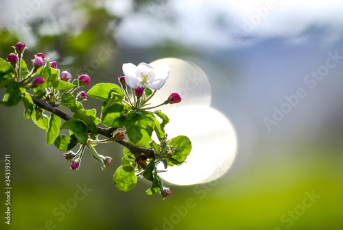 blossoms on an apple tree