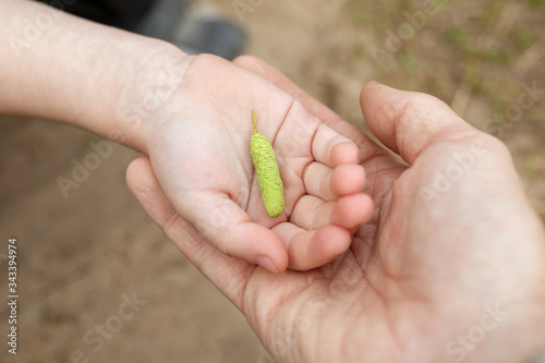 Hand of adult holding childs hand with palm up and catkin of birch on it on blurred background. Nature protection, taking care about wild flora, ecology, Earth day holiday, treasure of life concept