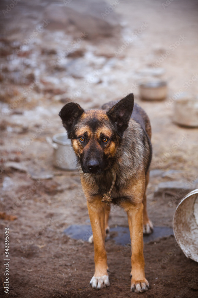 Sad dog, Unhappy stray dog. Hungry dog on the street. Sad dog, Unhappy stray dog. Hungry dog on the street.
