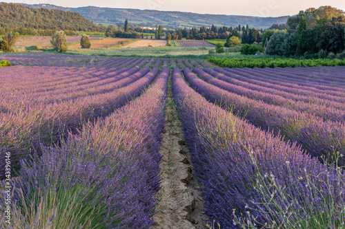 Lavender Fields in Provance France