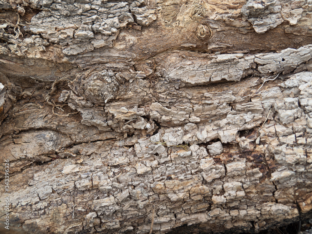 Tree bark texture background. texture as a wooden background Tree bark texture background. texture as a wooden background