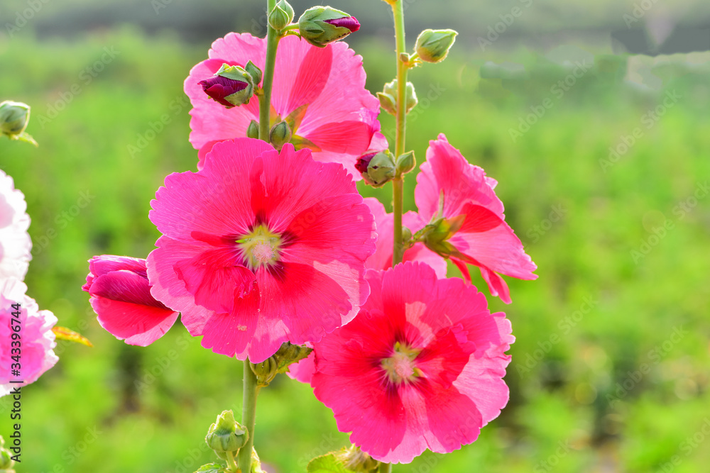 Fototapeta premium Hollyhock flowers in a park in luannan county, hebei province, China