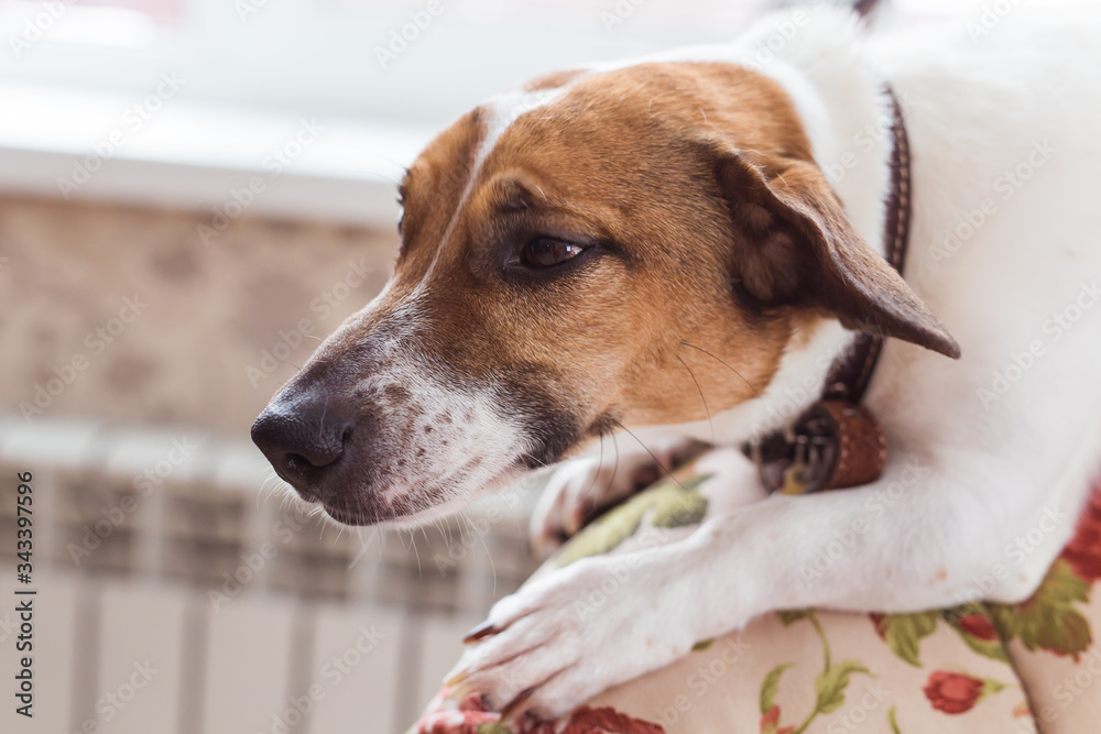Jack Russell Terrier lying at home. Pet and household concept. Jack Russell Terrier lying at home. Pet and household concept.