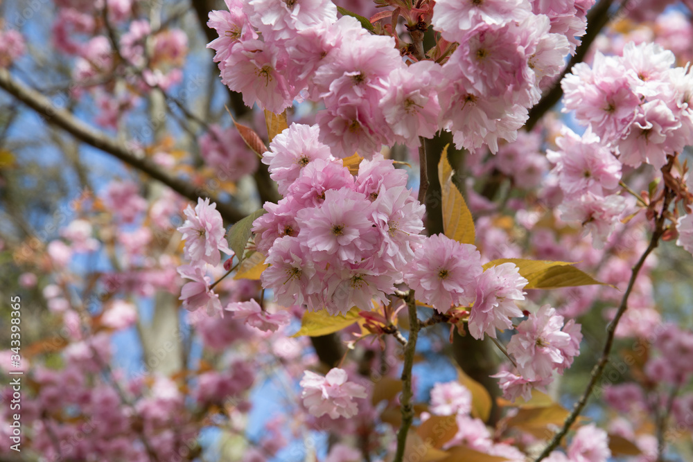 Obraz premium pink cherry blossom