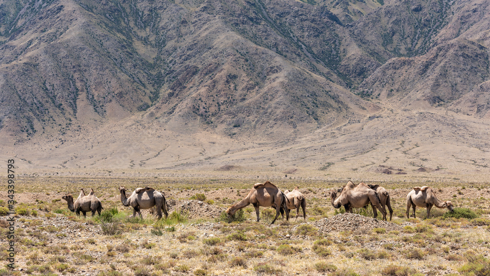 Camel herd Kyrgyzstan Issyk Kul
