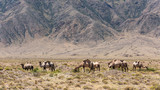 Camel herd Kyrgyzstan Issyk Kul